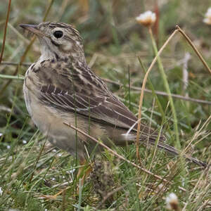 Pipit de Godlewski