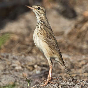 Pipit de Melinda