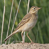 Pipit de Richard