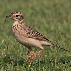 Pipit de Richard