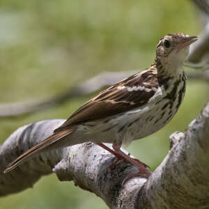 Pipit de Sokoke