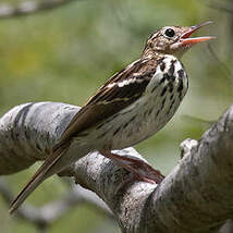 Pipit de Sokoke