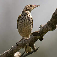 Pipit de Sundevall