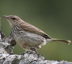 Pipit de Sundevall