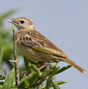 Pipit doré