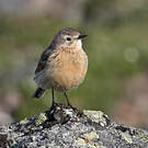 Pipit farlousane