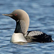 Plongeon du Pacifique