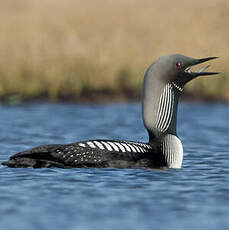 Plongeon du Pacifique