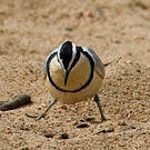 Pluvian fluviatile