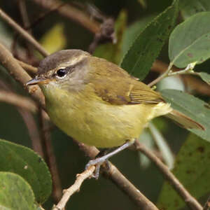 Pouillot de Timor