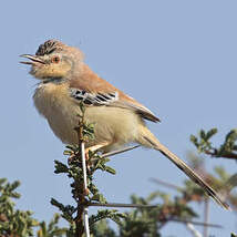 Prinia à front écailleux