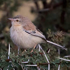 Prinia à front écailleux