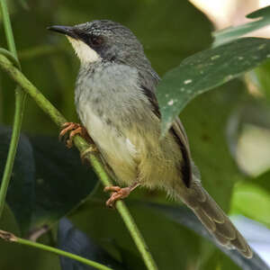 Prinia à gorge blanche