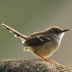 Prinia bifasciée