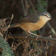 Prinia cendrée