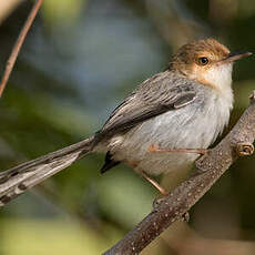 Prinia de São Tomé