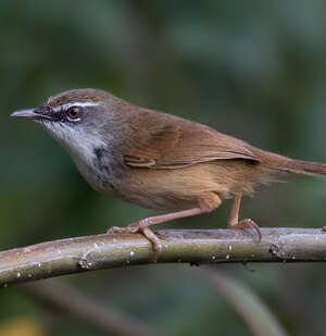 Prinia des collines