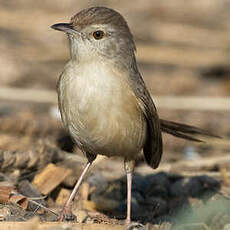 Prinia forestière