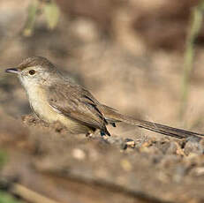 Prinia forestière