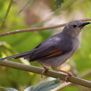 Prinia grise