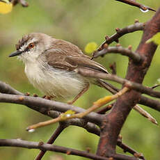 Prinia pâle