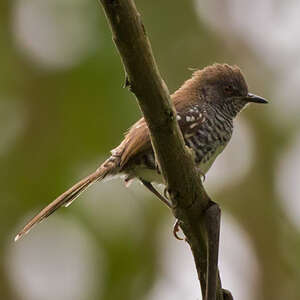 Prinia rayée