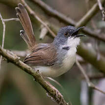 Prinia roussâtre