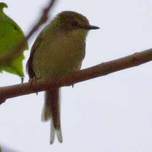 Prinia verte