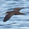 Heinroth's Shearwater