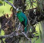 Quetzal doré