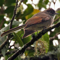 Rhipidure à calotte brune