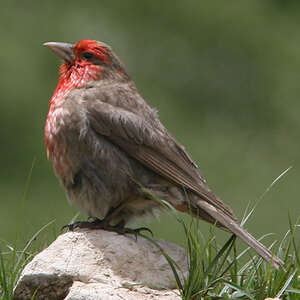 Roselin à gorge rouge