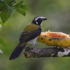 Saltator à ailes noires