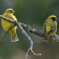 Serin à masque noir