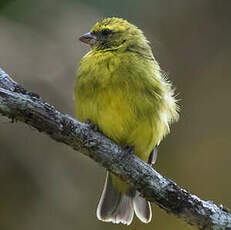 Serin à masque noir