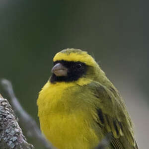 Serin à masque noir