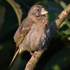 Serin de Burton