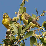 Serin du Mozambique