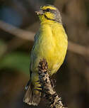 Serin du Mozambique