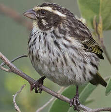 Serin strié