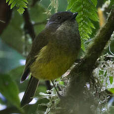 Siffleur du Vogelkop