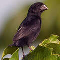 Black-billed Seed Finch