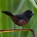 Chestnut-bellied Seed Finch