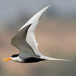 Sterne à ventre noir