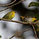 Tangara à dos jaune