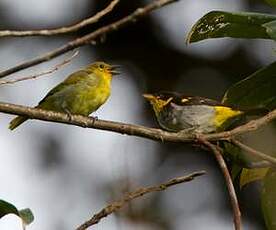 Tangara à dos jaune