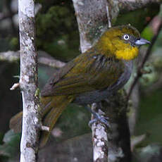 Tangara à gorge jaune