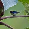 Golden-collared Honeycreeper