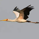 Tantale ibis