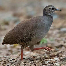 Tinamou à grands sourcils